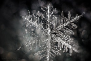 a_snowflake-067