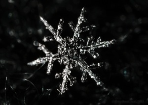 a_snowflake-139