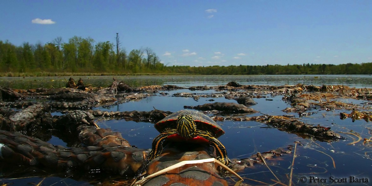 Stacks Image 807