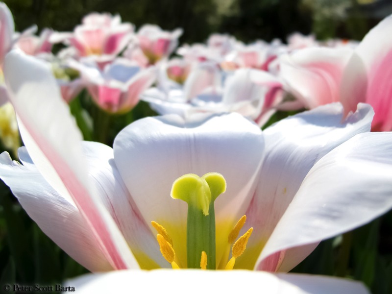 Stacks Image 859